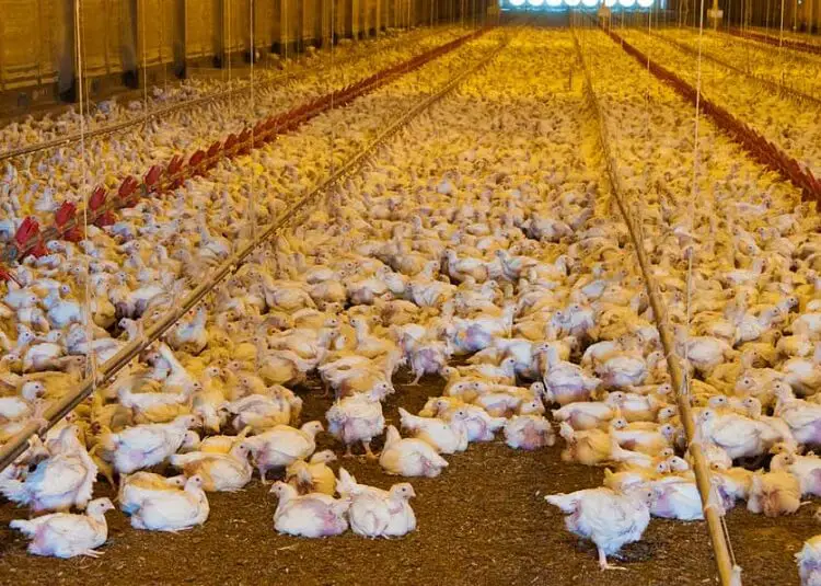 Koch Broiler Growers Antitrust Settlement