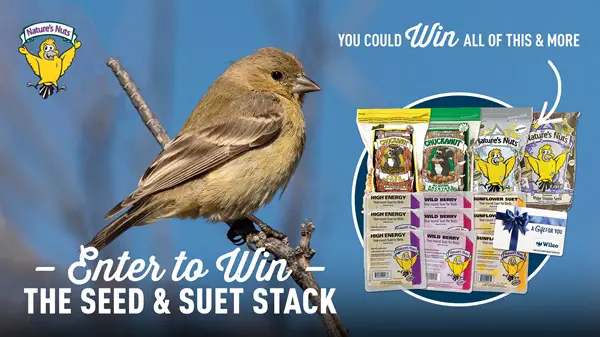 Win Nature's Nuts Seed & Suet Stack Giveaway