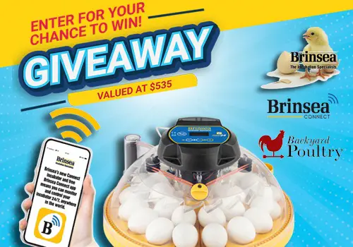 Win The Brinsea Maxi Incubator Giveaway