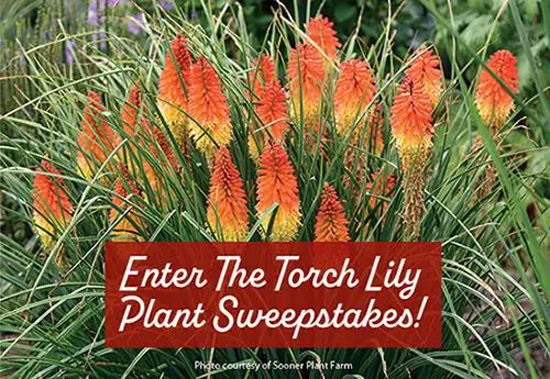 Win A Torch Lily Plant from Sooner Plant Farm Sweepstakes