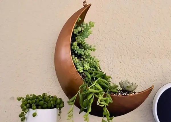 Win Moon Planter Giveaway