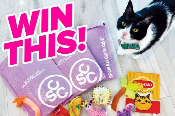 Win 1 of 10 three-month subscriptions to the Spoiled Cats Club!