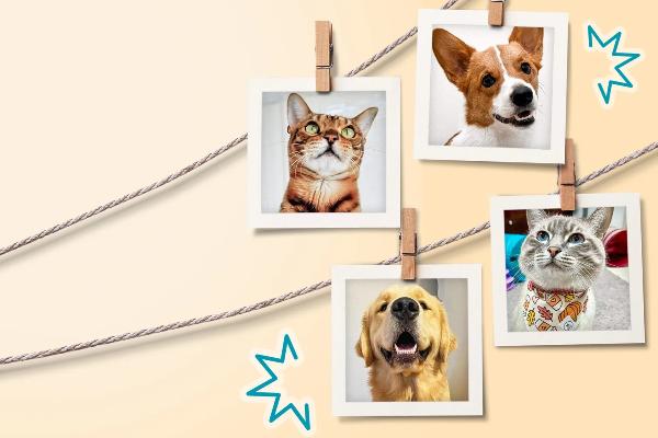 Win The Oxyfresh: Pet-tacular Contest