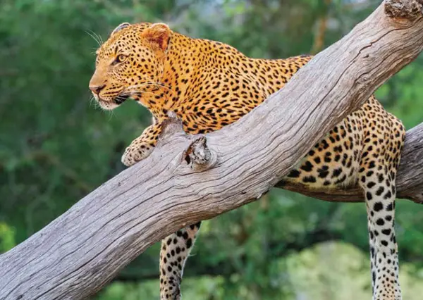 Win The Silent Song of The African Savannah Giveaway