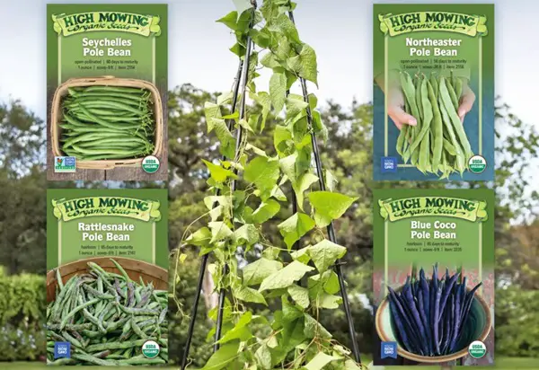 Win The High Mowing Organic Seeds Giveaway