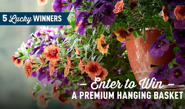 Win The Hanging Basket Giveaway