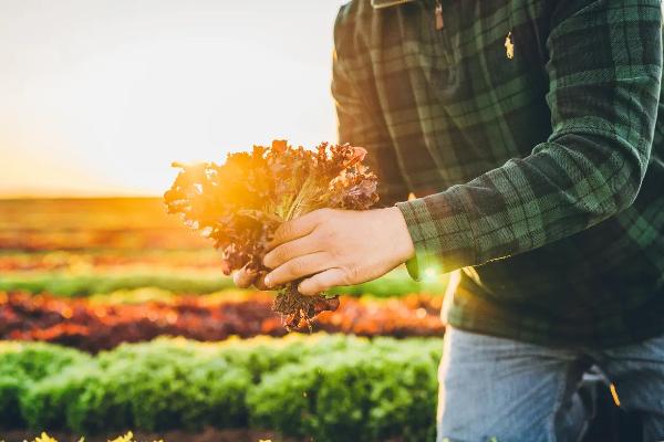 Win A Year Of Greens Sweepstakes