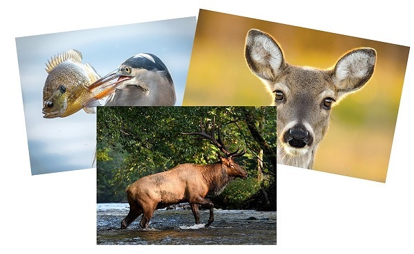 Journal of Wildlife Photography Sweepstakes