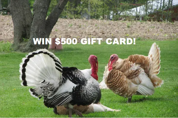 ArcaMax $500 Visa Gift Card Sweepstakes