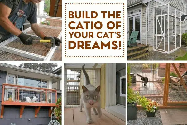 Catio Contest: Build Catio of Your Cat's dream