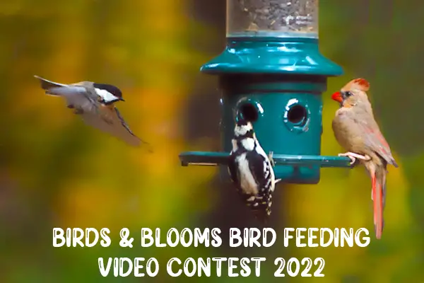 Birds & Blooms Bird Feeding Video Contest 2022