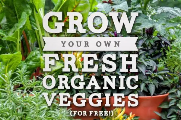 Grow Your Own Organics Garden Tower Giveaway