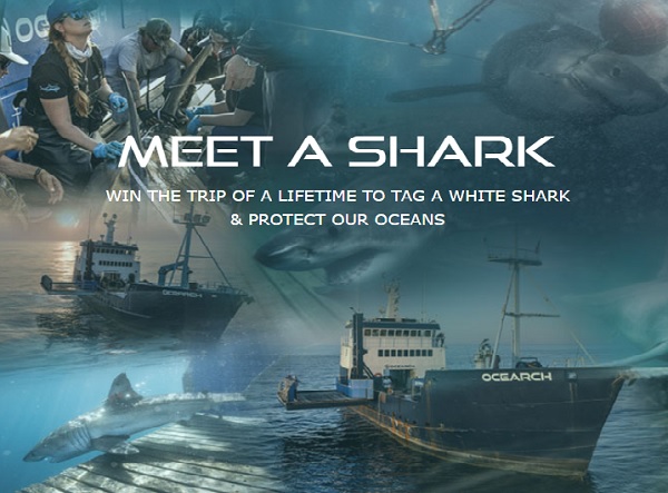 OCEARCH Meet a Shark Expedition Giveaway: Win a Trip to France, Ireland or Spain