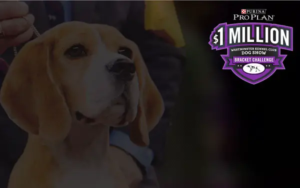 Dog Show Bracket Challenge: Win $1 Million Cash