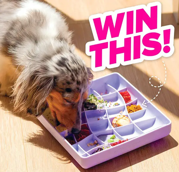 Win 1 of 5 $100 Gift Cards for Ollie B. Good Giveaway