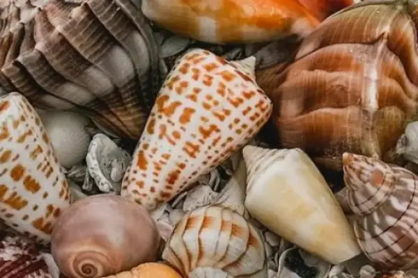 Win The You Deserve a Shell-cation Giveaway