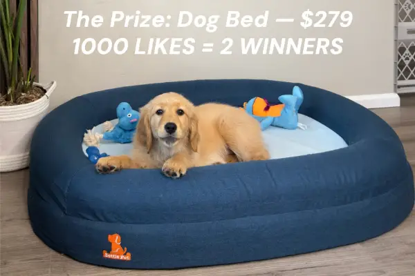 Win Settle Pet: Dog Bed Giveaway