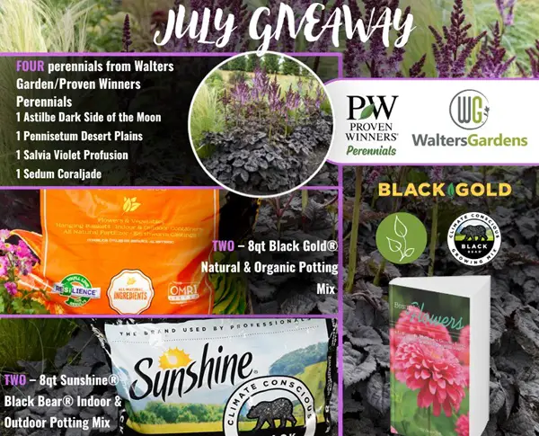 Win The Black Gold: July 2026 Giveaway