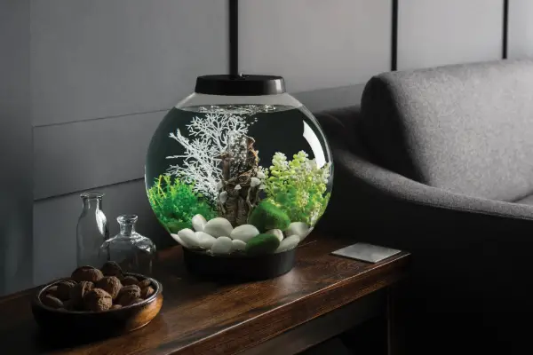 Win Biorb Aquarium 2026 Giveaway