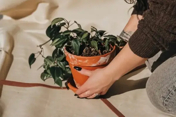 Win A Hook + Vine Original Plant Hanger Giveaway
