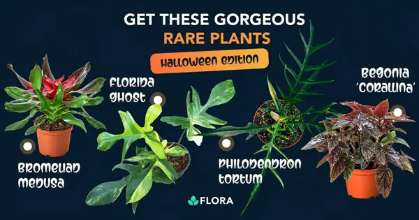 Win Flora's Spooky Giveaway