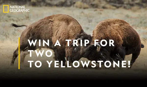National Geographic Yellowstone Live Sweepstakes on Yellowstonelivesweepstakes.com