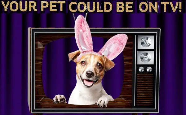 Cadbury Bunny Easter Commercial Contest